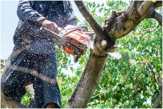 tree services Linwood